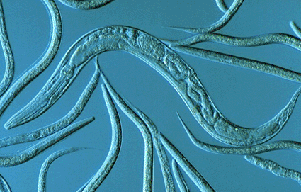 Image: Light micrograph of the nematode Caenorhabditis elegans (Photo courtesy of Sinclair Stammers / SPL).